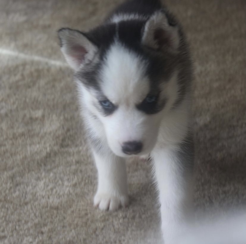 Bella - Female