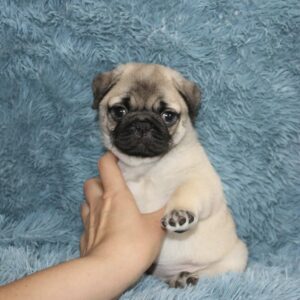 Doris- Female