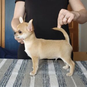 Max- Male