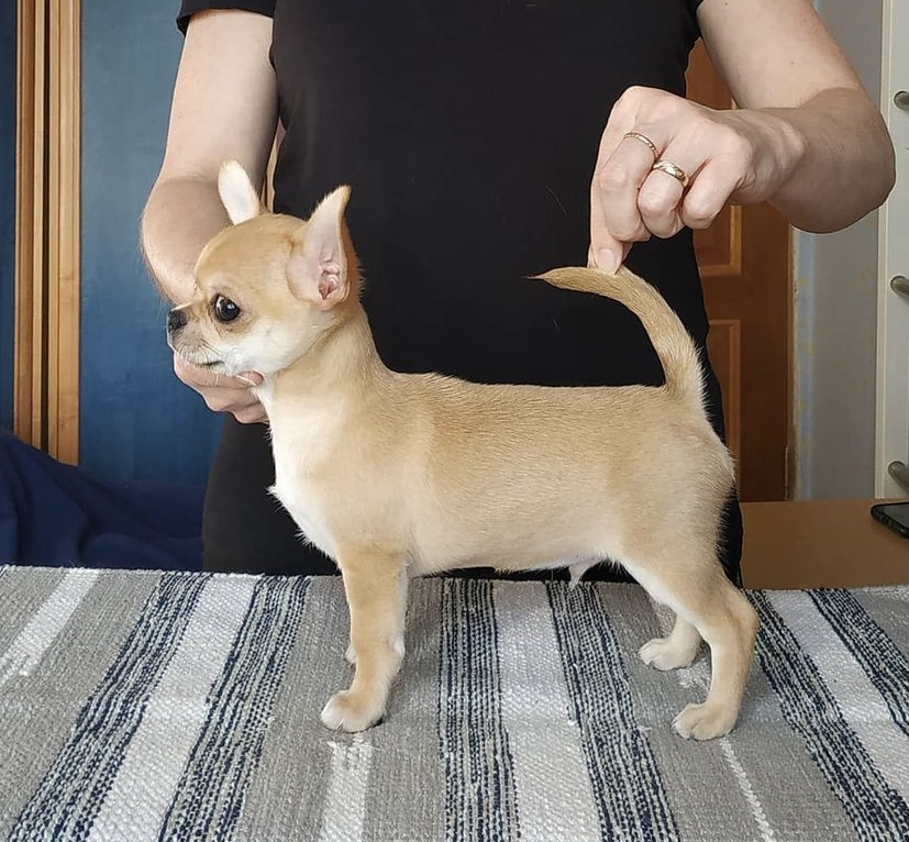 Max- Male