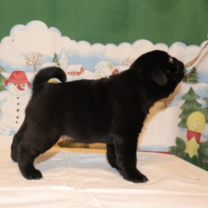 Mimie- Female