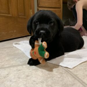 Rex- Male