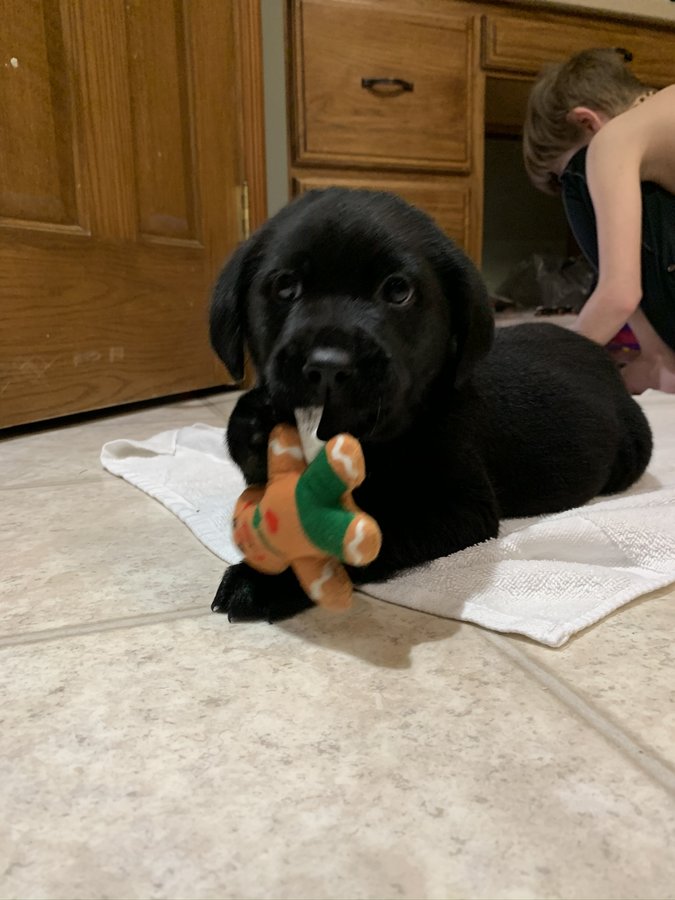 Rex- Male
